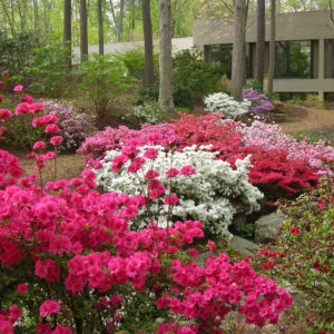 azaleas
